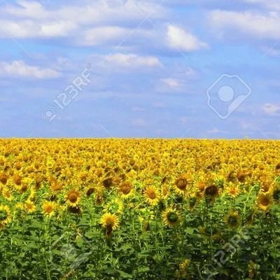 NikitaCron50382's profile picture. I used to sell furniture for a living. The trouble was, it was my own.