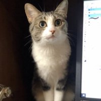 ロイド (@rochaodesu) 's Twitter Profile