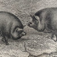 Hog River Press -- Wholly Hog -- Julian Aiken Ed.(@whollyhog) 's Twitter Profile Photo