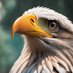 boldeagle (@boldeagle1919) Twitter profile photo boldeagle (@boldeagle1919) Twitter profile photo
