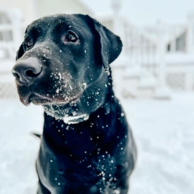 MiloManBlackLab's profile picture. Very energetic 2 year old Black Lab. I love bones, playing fetch, and making new frens! Official member of the #hooligansquad. IG: miloman_blacklab