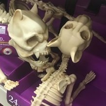 SheaMor98343534's profile picture. yolo