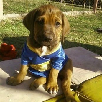 Me gustan los dogs