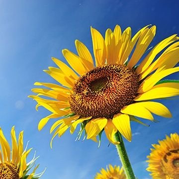 呪の🌻さんに狂った垢。3Lドンと来い。地雷ほぼなし、自衛済。🐯🌻、🍭🌻、👅🌻、モブ🌻が特に好き。基本🌻さん右。たまに文字を書く。成人済み。20↑
ヘッダーはみのじさん（@ kanashiki79）から頂きました！にゃんそ！