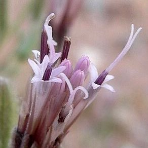 Ephemeral thoughts.  Believing impossible things before breakfast. Connoisseur of unique perspectives. Seeker of Platonic perfections.  Palafoxia arida.