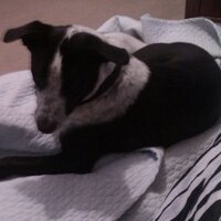 Oreo Medina (@oreoshmoreo) 's Twitter Profile
