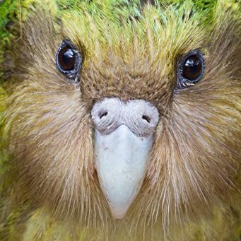 Autistic, early 20s parrot born on the Year of the Dragon🐉 
This account is bilingual (ENG-SPN).