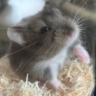 sonicandrick's profile picture. キャンベルハムスターに夢中💞( ˶ˆ꒳ˆ˵ )シナモンドワーフのココちゃんとオパールプラチナのたこ焼きくんとキャンベルハムスターグレーのイズム君と一緒に暮らしてます·͜· ︎︎ハムスターの主は統合失調症の持ち主💉💊でも元気にハムスターと暮らしてますᯒᯎ″( ^_^ )♡