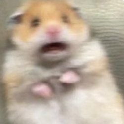 rubinencperdut's profile picture. un xaval desubicat, en un lloc on no m'ubicaré