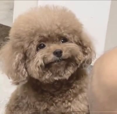 niqueppontes's profile picture. 