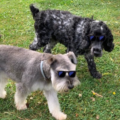 Harvey - English Cocker Spaniel, Dougal - Mini Schnauzer. Tweets by Dougal 😎