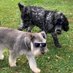 Dougal and Harvey (@nzalis77) Twitter profile photo Dougal and Harvey (@nzalis77) Twitter profile photo