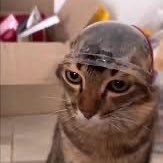 clurpp's profile picture. 