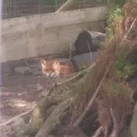 Vulpes (@vulpeculanr) 's Twitter Profile
