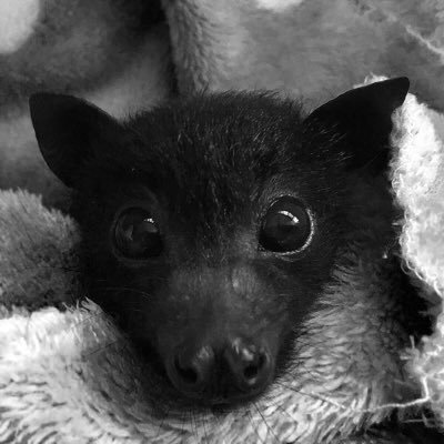 fruit bat 🍉🦇