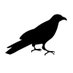 Quoth the Raven (@QTRResraech) Twitter profile photo
