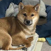 柴犬リクとの日常 (@kente126) Twitter profile photo