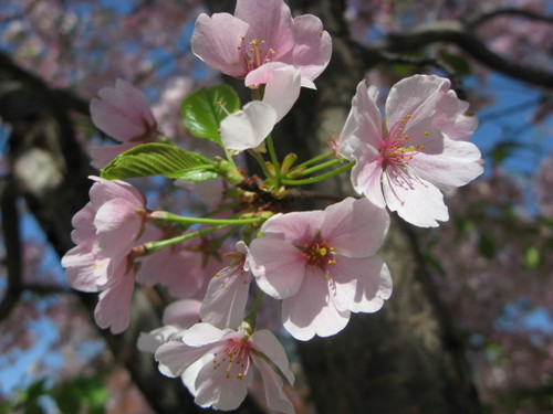 Owner and creator of Aurora Bath and Jewels, home of the original Capitol Cherry Blossom soap and bath products made locally in the Nation's Capitol!