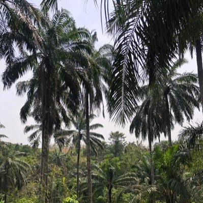 MUACEOCLC's profile picture. Mua CEO