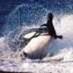 DBO (@deathbyorca) Twitter profile photo DBO (@deathbyorca) Twitter profile photo