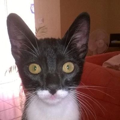 gatobscuro Profile Picture