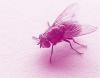 Forensic entomologist, professor, expert witness, and obsessed teacher. teaching online for everyone @ https://t.co/izIAEKLoGW