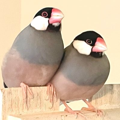 ぶんちョ🫶さんのプロフィール画像