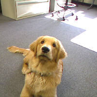 Hello I'm Rocky! I like to sniff things and eat whatever comes my way.