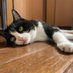 スー (@96cat46cat) Twitter profile photo スー (@96cat46cat) Twitter profile photo