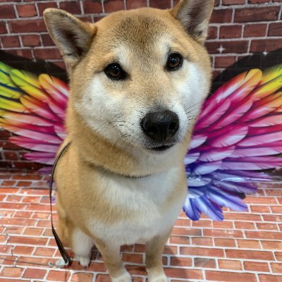 sibainu913's profile picture. はじめまして、タイチと言います。宜しくお願いします！