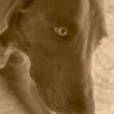 alfeu_soueu's profile picture. Gosto de Star Wars, Turma da Monica, Ariana Grande e de estudar... beijos 😘