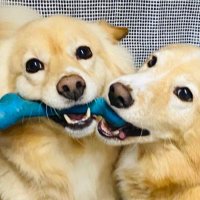 てつトチ (@tetsu_tochi) 's Twitter Profile