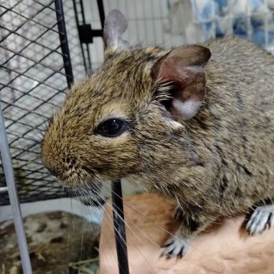 17   ♂  ツユナー ツユ/Eveその他多くのボカロ    🌈🕒   アンメタ、春時雨、ツユツアー2022参戦  毎日曲紹介117日目