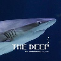 The Deep (@thedeephull) 's Twitter Profile Photo The Deep (@thedeephull) 's Twitter Profile Photo