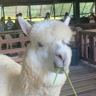 Poyopoyo242424's profile picture. 