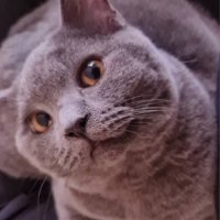 OhGGraph (@garufugph) 's Twitter Profile