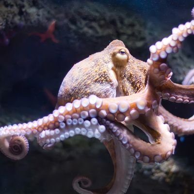 Octopuseye Profile