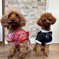 るびい&あんでぃ(🐩Ruby&🐩Andy)(@rubyandandy) 's Twitter Profile Photo