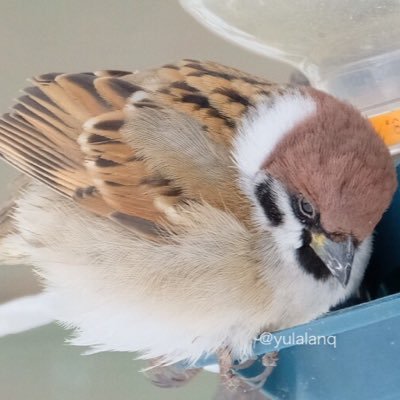 可愛いスズメ・野鳥そして花が好きで庭や公園で撮っています。🐥🐥🐥 I like to Tree Sparrows, wild birds and flowers.🌸🍀🐣🌼 無言フォロー失礼します。裏垢エロ🈲 初の鍵垢さん判別出来ないのでごめんなさい。いつも♡・RTありがとうございます。