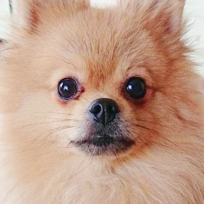 opomepome2024's profile picture. 発達マイペース娘(2)についてつぶやきます。母33父41。頭部MRI異常無し。染色体異常無し。保育園週3/療育園週1/児発週1/PT週1/OT週1にお世話になっております。コミュ障なので基本いいねばっかり。情報収集したい。無言フォロー失礼します。ウエスト症候群ACTH療法にて発作消失🙌娘可愛いBot