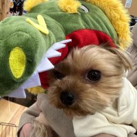 犬見知りないぬ(@meru1210) 's Twitter Profile Photo