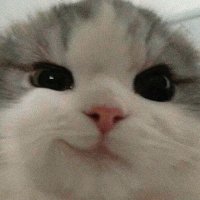 overpaid and overfucked witch (@cassie_hobbes) 's Twitter Profile