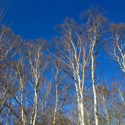 bluedancers1994's profile picture. 趣味は株です✨