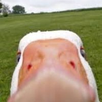 the petulant goose(@OB8580904019951) 's Twitter Profile Photo