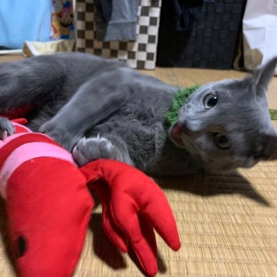 ロシアンブルーと生活  猫好き❤️  息子が増えて　毎日忙しいけど幸せ