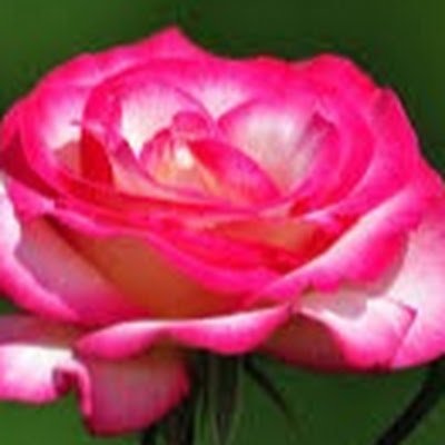 LR01Biswas's profile picture. 