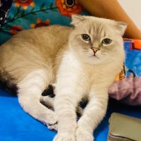 hazal (@heyyyzil) 's Twitter Profile