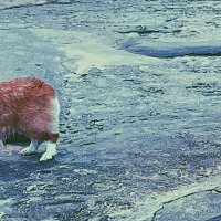Ming_X (@cap_m1ngtop) 's Twitter Profile