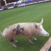 lilienschwein (@fpfkw1898) Twitter profile photo lilienschwein (@fpfkw1898) Twitter profile photo
