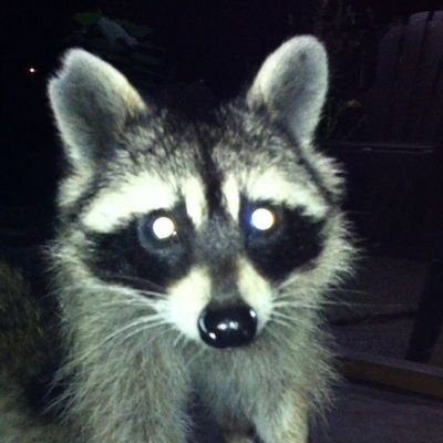 socksdoesalt's profile picture. he/him | they/them